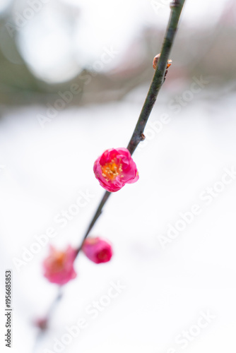 雪の兼六園で咲く梅の花のクローズアップ