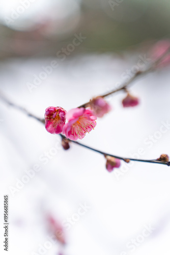 雪の兼六園で咲く梅の花のクローズアップ