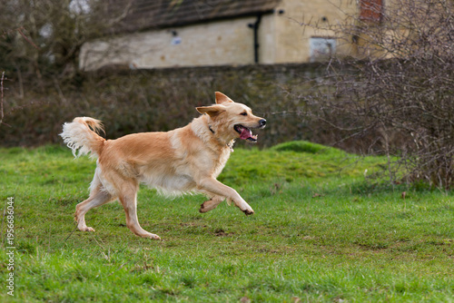 Side view of Golden Retriever with front paws off the ground and tail wagging as she runs