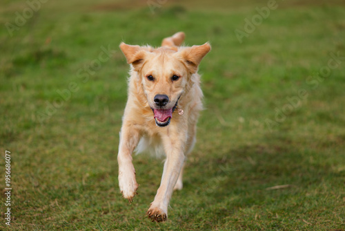 Golden Retriever running with ears flapping