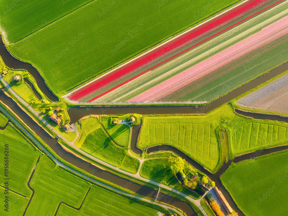 Fototapeta premium Aerial view of tulip fields in the Netherlands at sunset. Nature. Traditional Dutch windmill stands by a calm canal. Symmetrical rows of colorful flowers creating a stunning geometric pattern.