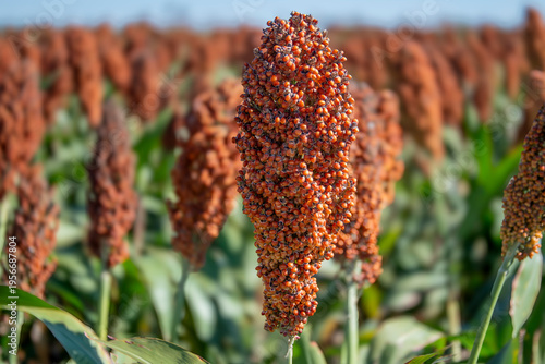 Fotografie milo ready for harvest
