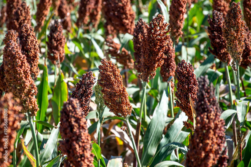 Foto milo field
