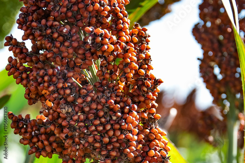 Fotografie sorghum berries ready for harvest