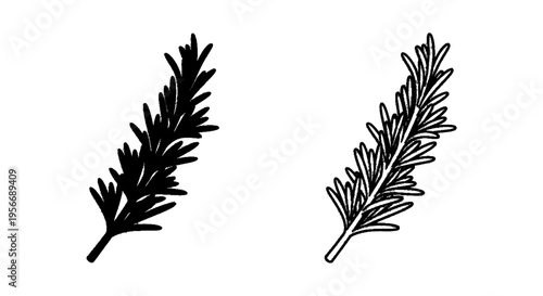 Vector illustration of set of rosemary sprigs, hand drawn botanical illustration