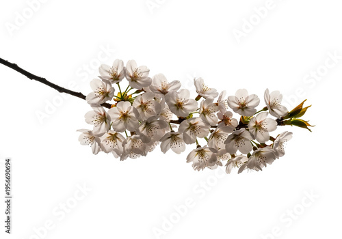Blooming Cherry Branch Delicate Pink Blossoms in Soft Light