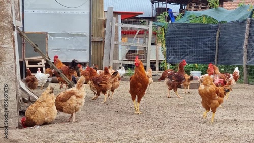 Hens and roosters on a traditional rural barnyard in eco farm. Free range poultry farming in countryside, 4K