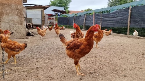Chickens feeding on a free-range bio poultry farm, hens on a traditional rural barnyard in countryside, agricultural industry, 4K