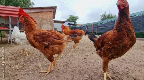 Hens on a traditional rural barnyard in eco farm. Free range poultry farming in countryside, 4K