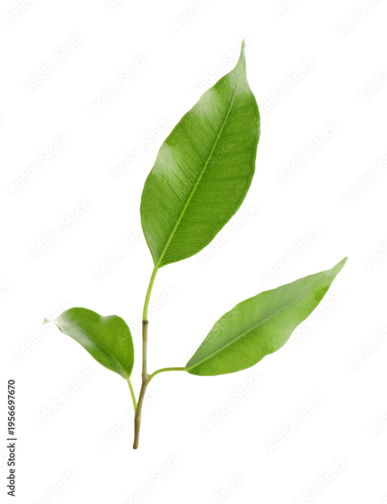 Fototapeta premium Branch with fresh green citrus leaves isolated on white