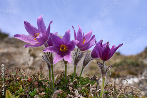 Küchenschelle, Kuhschelle, Pulsatilla vulgaris