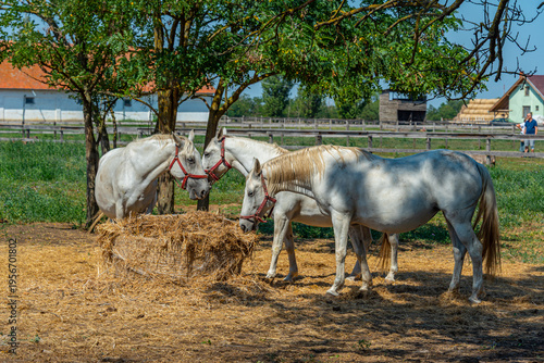 Foto Lipizzan horses at Szabadkigyos village in Hungary