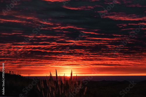 Orange Sunrise Light Through Pampas Grass in Cordoba Hills Argentina
