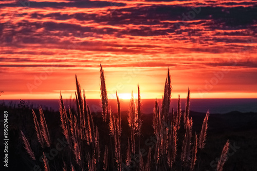 Orange Sunrise Light Through Pampas Grass in Cordoba Hills Argentina
