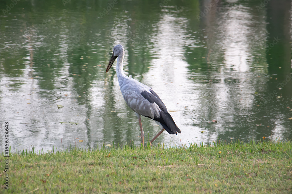Fototapeta premium Asian Openbill Stork standing on grassy lakeside with calm water reflection, natural habitat scene in daylight, elegant wading bird in wetland environment, wildlife photography with serene mood