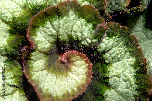 Принти на полотні Closeup of Begonia Rex