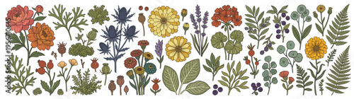 Large set of vintage hand drawn botanical illustrations featuring various garden flowers leaves and wild herbs for floral design and scrapbooking isolated on white background for your design