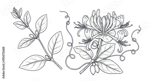 Elegant Honeysuckle Flower and Leaves Line Art Illustration