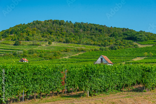 фотографія Panorama view of vineyards at Tokaj region of Hungary
