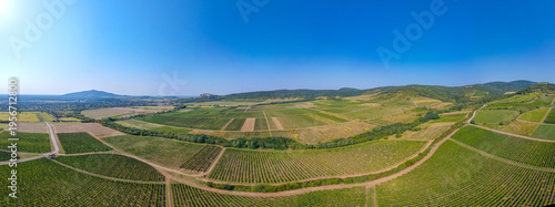 Foto Panorama view of vineyards at Tokaj region of Hungary