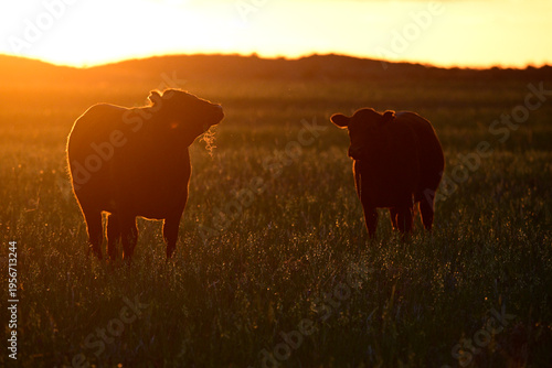 Cattle Herd in the Argentine countryside, La Pampa Province, Patagonia, Argentina.