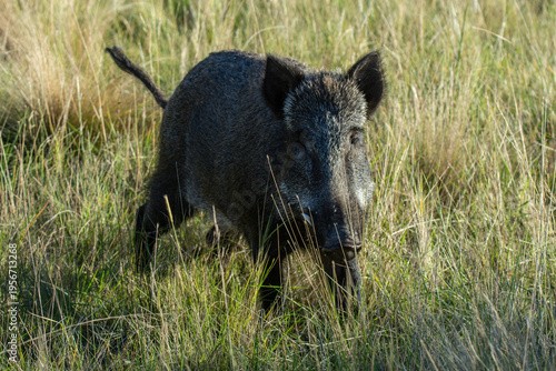 Wild boar in Pampas grass environment, La Pampa province, Patagonia, Argentina.