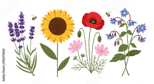 Bee friendly plants illustration set with lavender, sunflower, poppy, cosmos, and borage.