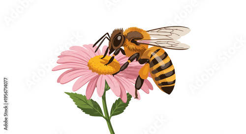 Honeybee pollinating a pink flower. Vector illustration of an insect on a plant, isolated on a white background.