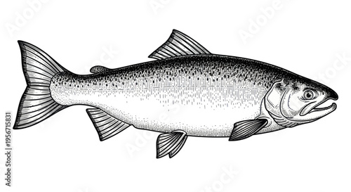 Detailed Black and White Drawing of a Salmon Fish on a White Background