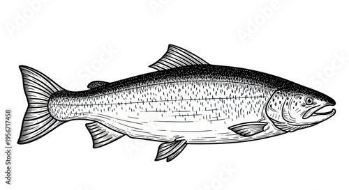 Hand-drawn illustration of a salmon fish in black and white, isolated on white background.