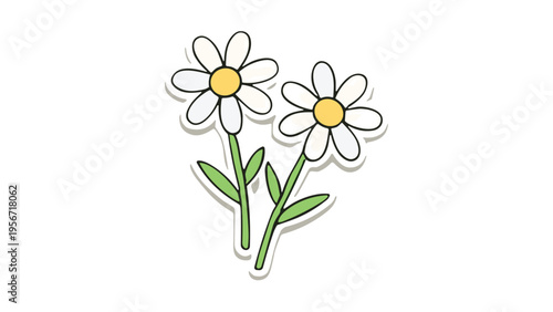Two white daisy flowers with green stems isolated on white