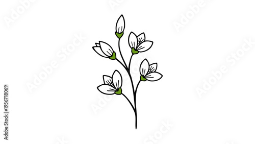 Hand drawn white snowdrop flowers on branch illustration