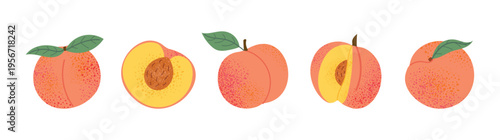 Peach fruit collection with whole, half and sliced pieces. Fresh juicy summer food elements. Flat vector illustration isolated on white background.