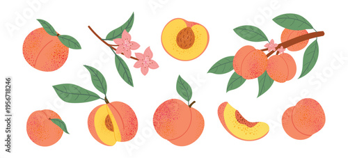 Peach fruit and blossom collection with branches, flowers and slices. Fresh summer food and botanical elements. Flat vector illustration isolated on white background.