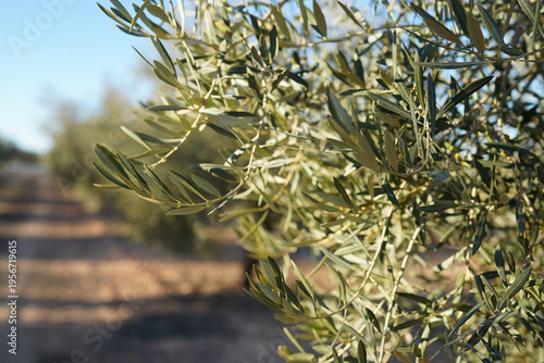 olive tree in spain