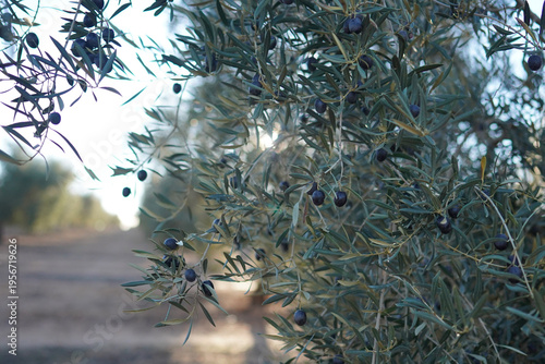olive tree in spain