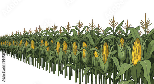 Ripe Corn Field Rows on White Background, Agricultural Harvest