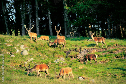 Red deer stags above Loch Muick beside Lochnagar. Royal Balmoral Estate near Braemar, Grampian Region, Scotland
