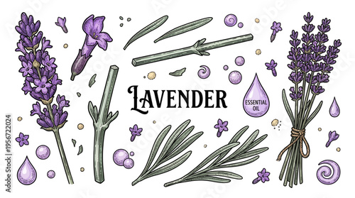 Hand Drawn Lavender Botanical Vector Illustration Set featuring Flowers, Sprigs, Bouquet, and Essential Oil Drops in Vintage Engraving Style for Aromatherapy and Organic Cosmetics