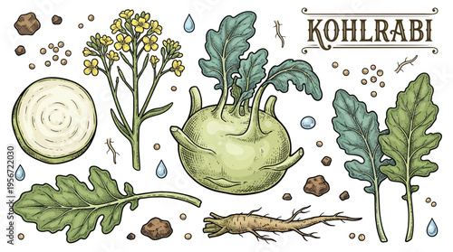 Detailed Kohlrabi Botanical Illustration Set including Whole Vegetable, Cross-Section, Leaves, Flowers, Roots, and Seeds in Vintage Engraving Style