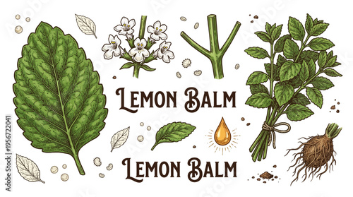 Lemon Balm Melissa Officinalis Hand Drawn Botanical Illustration Set with Leaves Flowers Roots and Essential Oil Vector