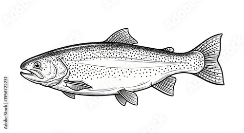 Trout Fish Illustration - Hand-Drawn Style