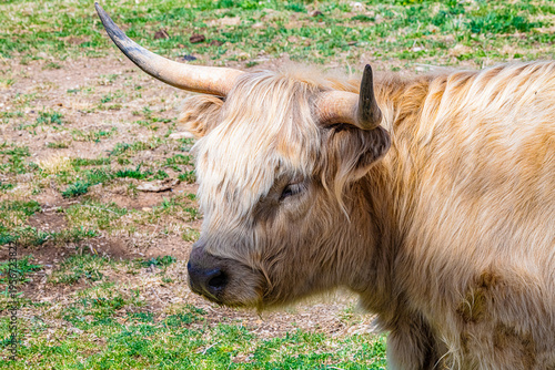 cow in the field