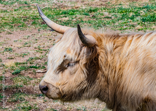 close up of a cow