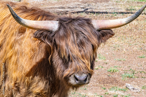 portrait of a bull