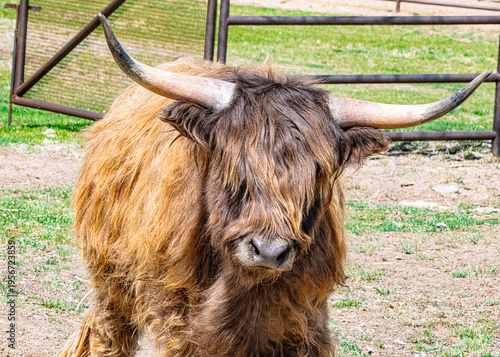 Highland bull facing me