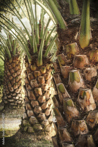 Date Trees in garden farm