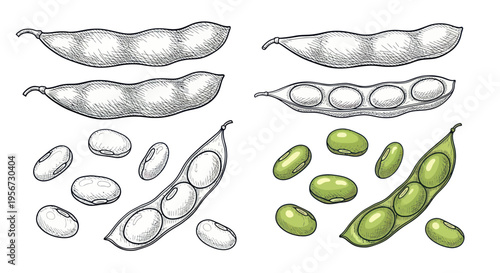 Edamame and Soybeans: Hand-Drawn Illustrations of Pods and Beans