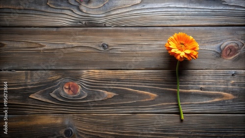 A single vibrant orange flower rests elegantly on a rustic wooden surface, its stem extending downwards against the rich grain of the aged planks.