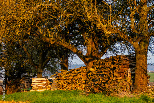 Brennholzlager unter Obstbäumen im Frühjahr